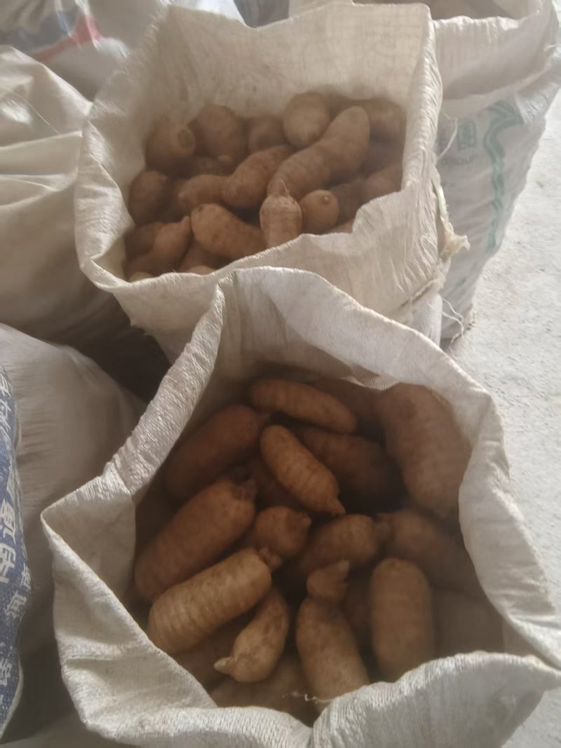 鲜天麻干天麻片，一手货源，诚信经营，量大从优，可视频看货