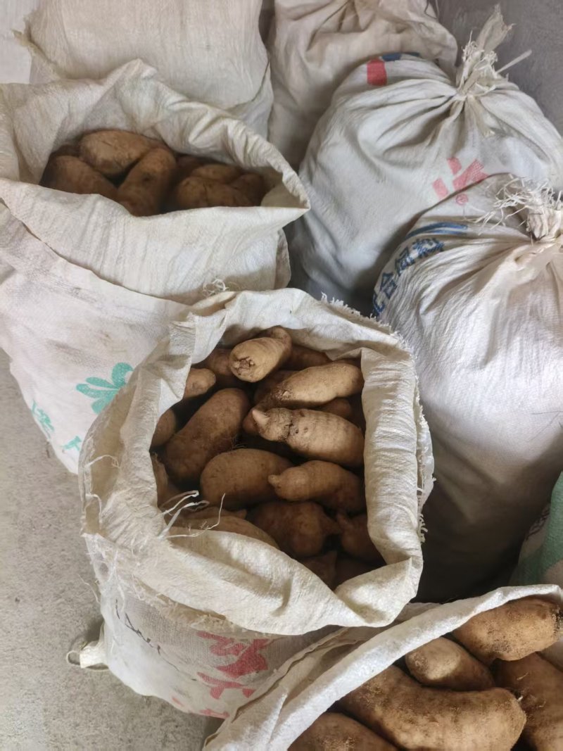 鲜天麻干天麻片，一手货源，诚信经营，量大从优，可视频看货