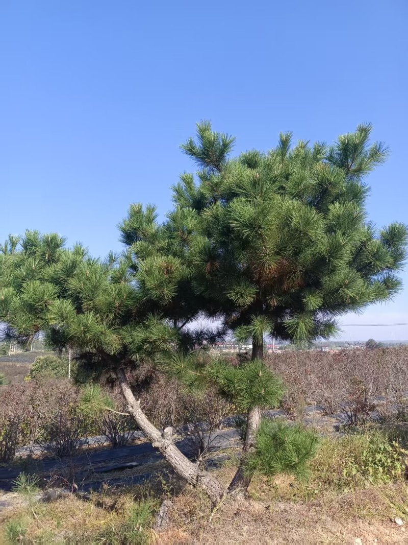 造型松树苗造型优美适用园林绿化小区等欢迎电联常年经营