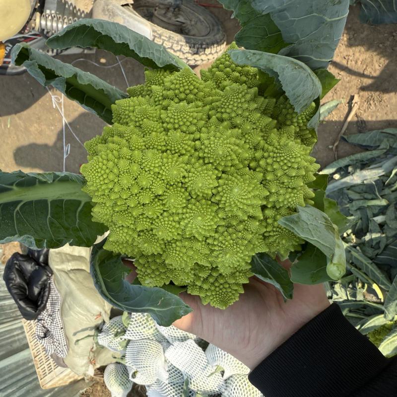精品宝塔花菜菜花花菜大量供应可视频看货欢迎来电采购