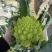 精品宝塔花菜菜花花菜大量供应可视频看货欢迎来电采购