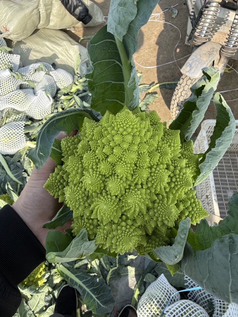 精品宝塔花菜菜花花菜大量供应可视频看货欢迎来电采购
