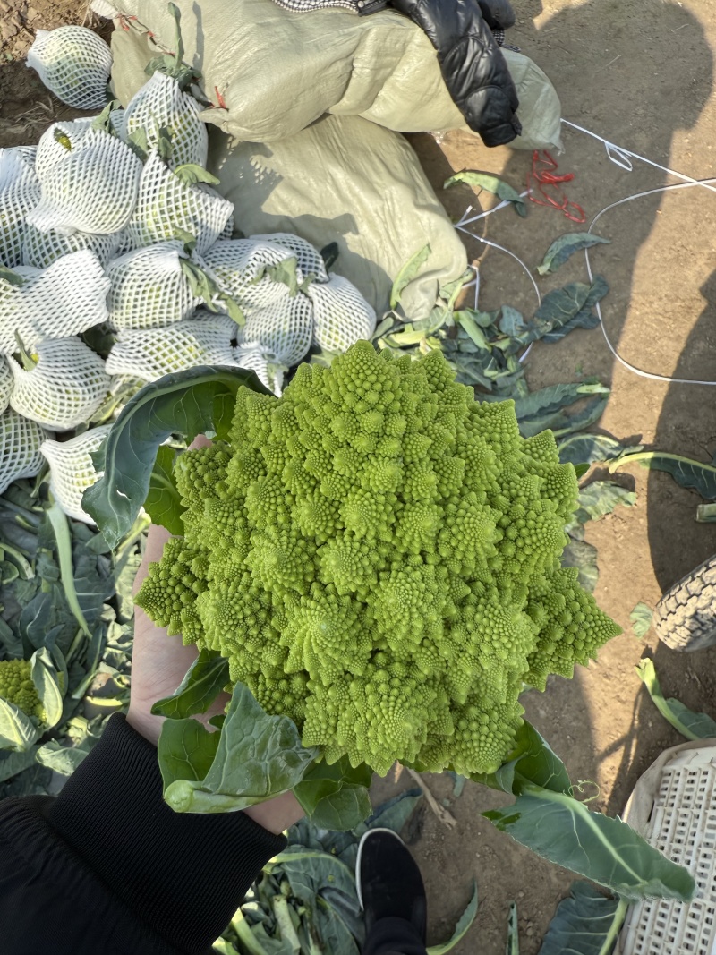 精品宝塔花菜菜花花菜大量供应可视频看货欢迎来电采购