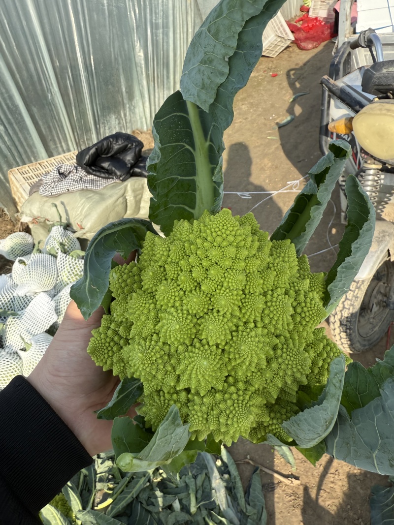 精品宝塔花菜菜花花菜大量供应可视频看货欢迎来电采购