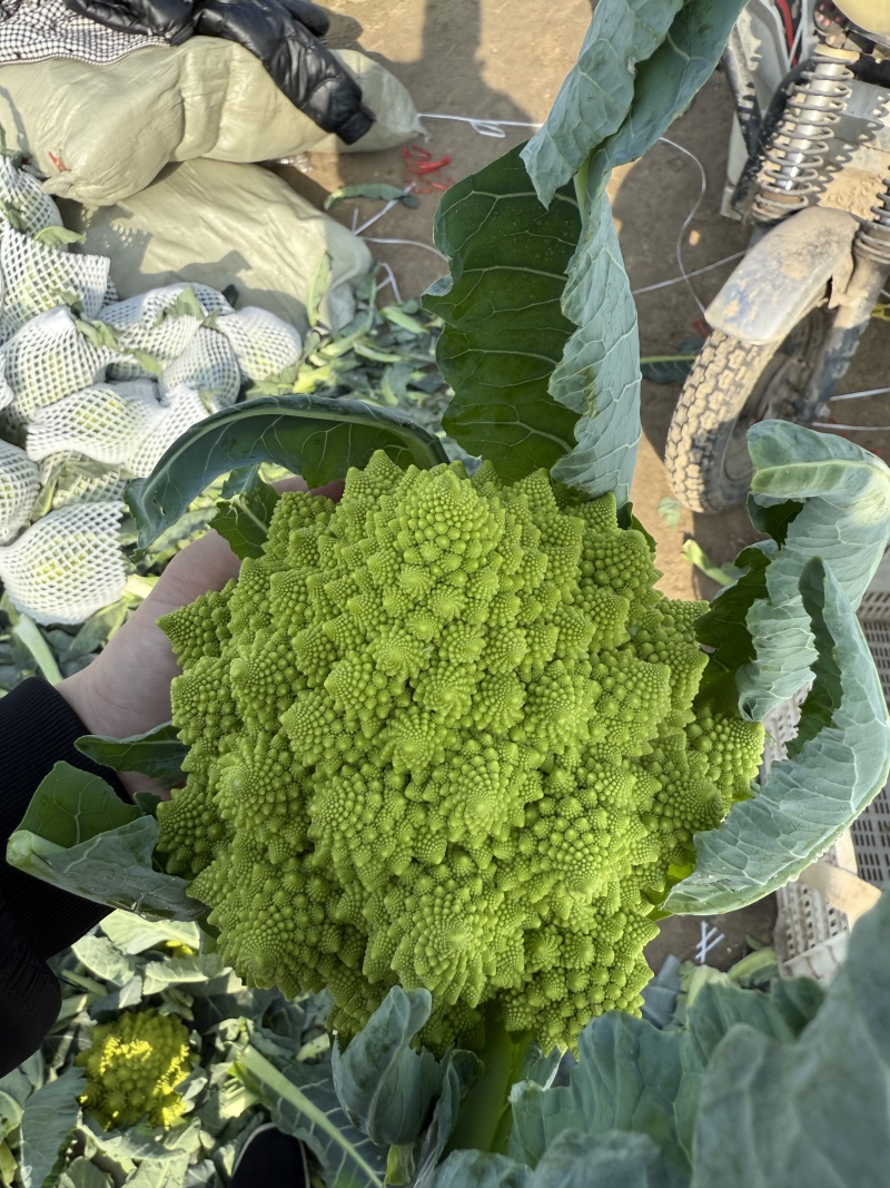 精品宝塔花菜菜花花菜大量供应可视频看货欢迎来电采购