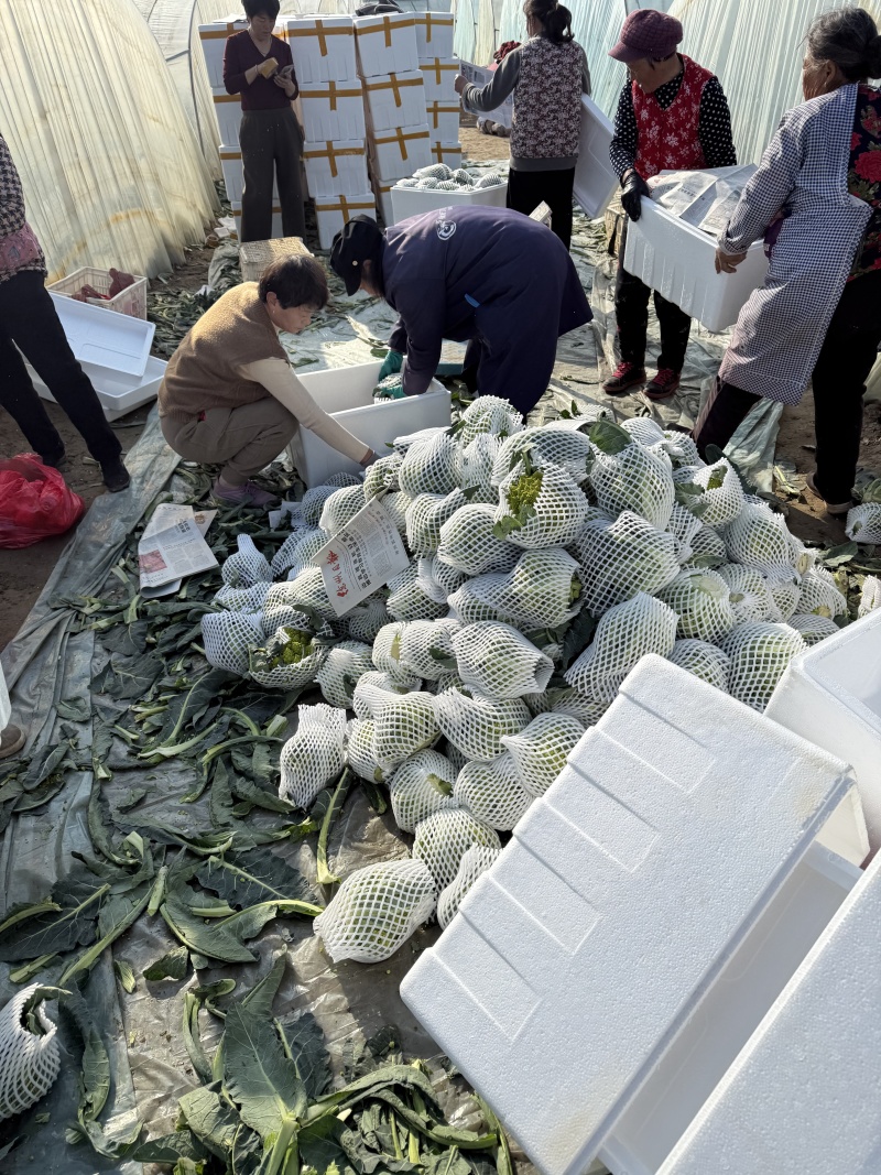 精品宝塔花菜菜花花菜大量供应可视频看货欢迎来电采购