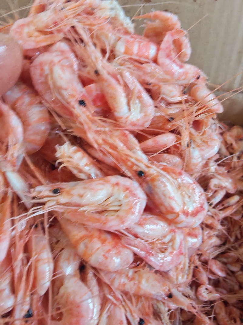优质红虾