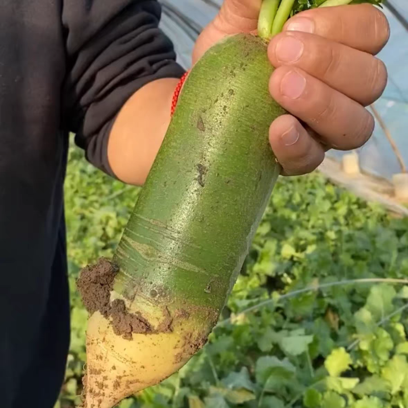 正宗潍坊水果萝卜脆甜多汁货源充足，品质保证欢迎来电