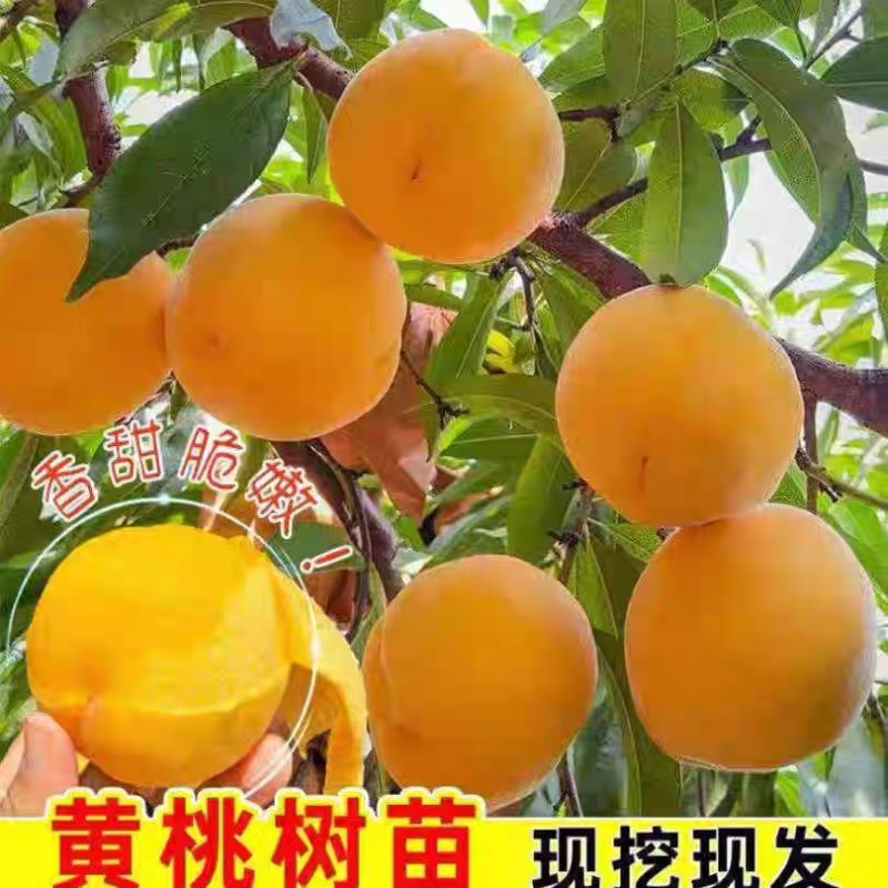 果园直发桃树苗特早熟黄金桃黄锦香桃嫁接成品包对版成活率