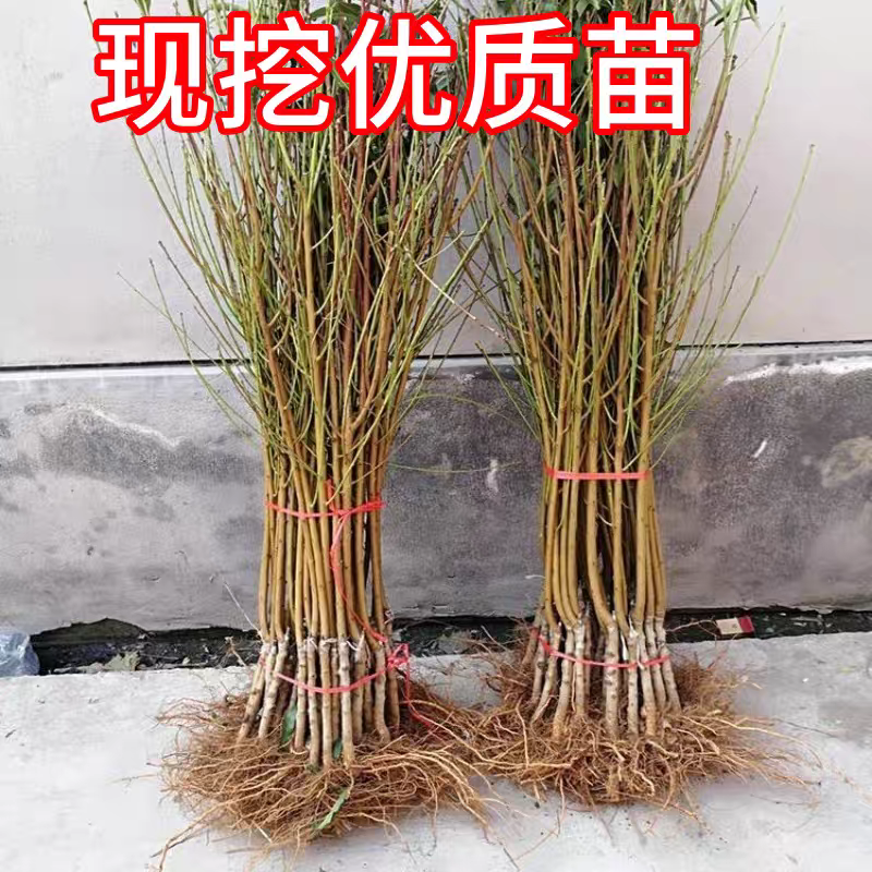 果园直发桃树苗特早熟黄金桃黄锦香桃嫁接成品包对版成活率