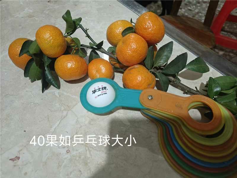 广西沙糖桔新鲜上市大量供应品质保障欢迎电联