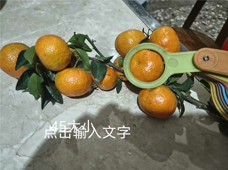 广西沙糖桔新鲜上市大量供应品质保障欢迎电联