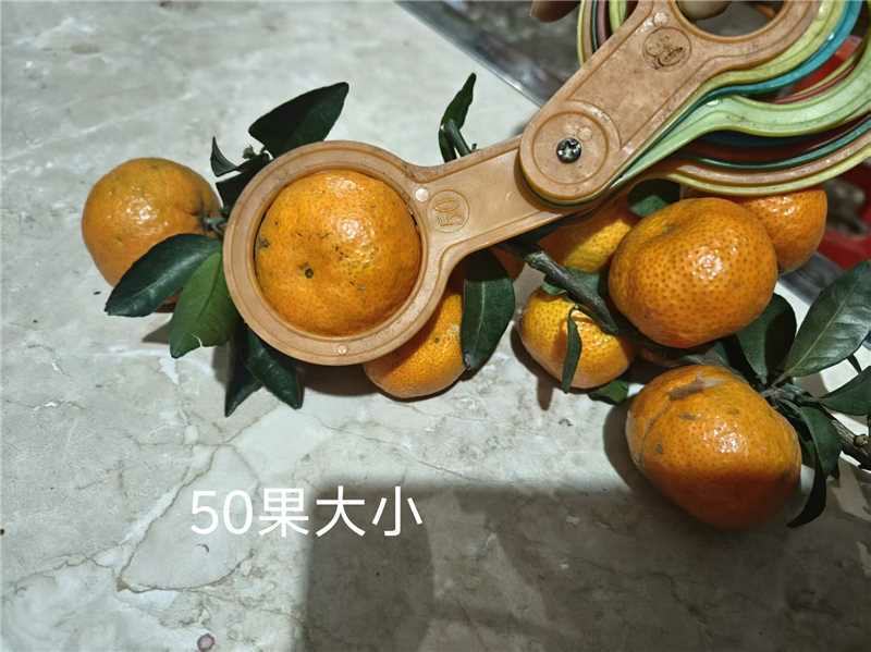 广西沙糖桔新鲜上市大量供应品质保障欢迎电联