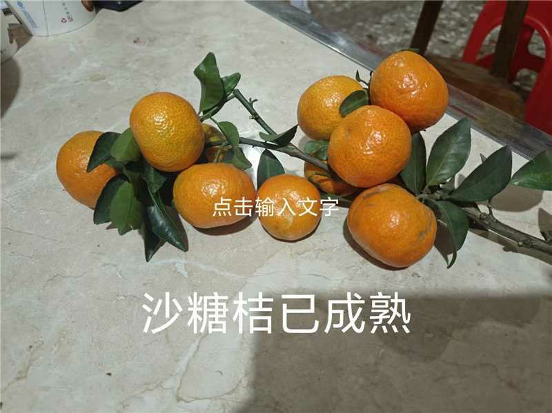 广西沙糖桔新鲜上市大量供应品质保障欢迎电联