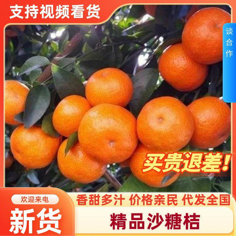 广西沙糖桔新鲜上市大量供应品质保障欢迎电联