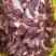 【牛头碎肉】冻牛头缓化剔下来的碎肉！鲜干冻品！炖卤烧均可
