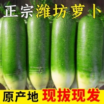 【一件代发】山东潍坊水果萝卜脆甜爆汁产地直发
