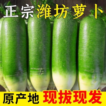 【一件代发】山东潍坊水果萝卜脆甜爆汁产地直发