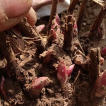 【推荐】安徽亳州优质白芍苗品种优良可免费提供种植技术