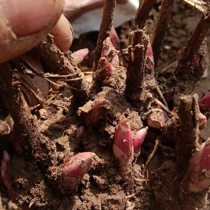 【推荐】安徽亳州优质白芍苗品种优良可免费提供种植技术