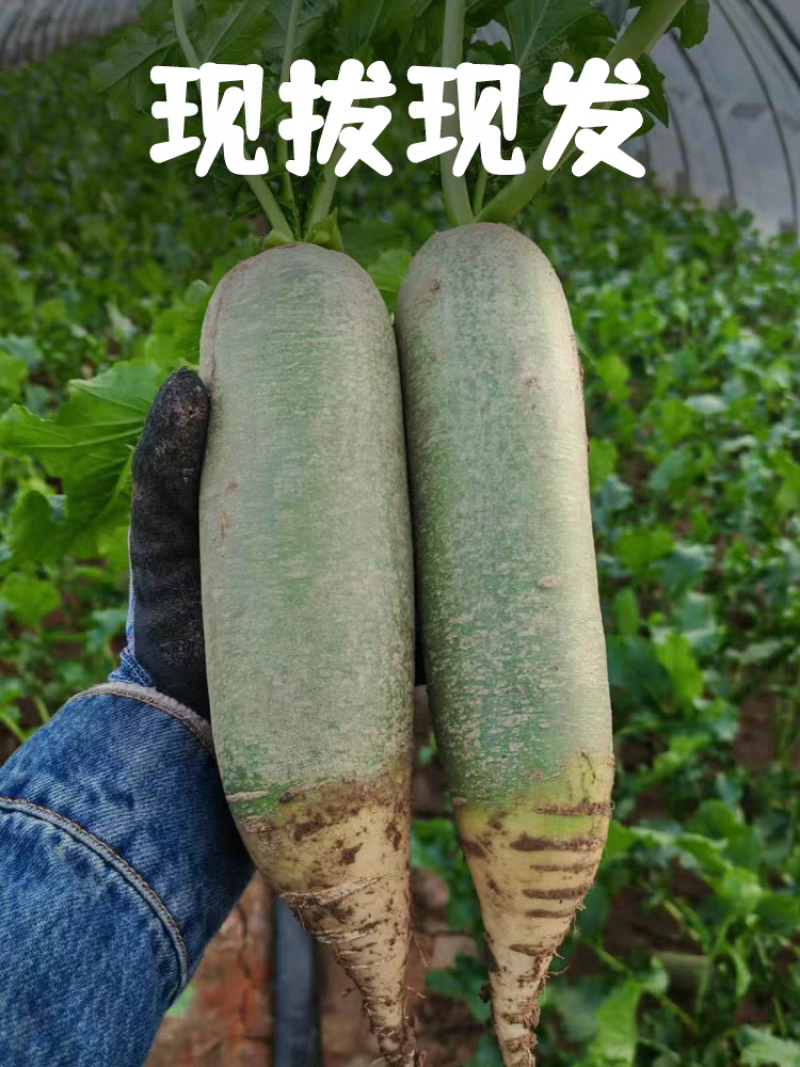 【一件代发】山东潍坊水果萝卜脆甜爆汁产地直发
