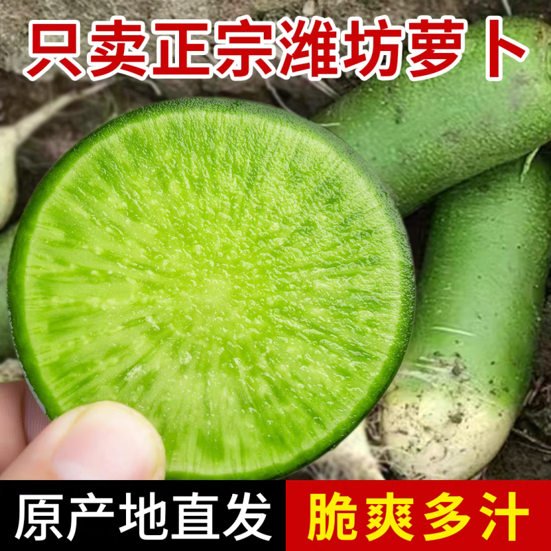 【一件代发】山东潍坊水果萝卜脆甜爆汁产地直发