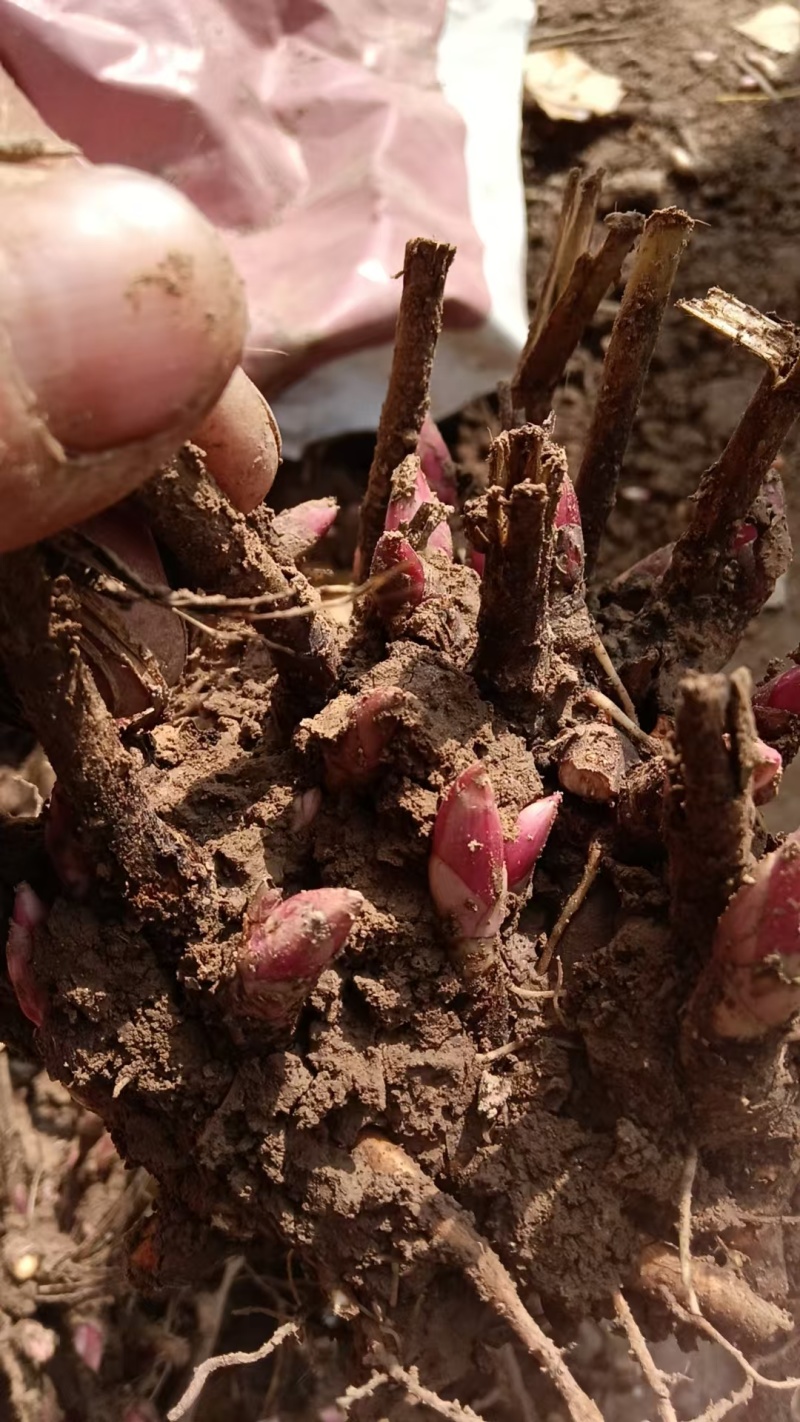 【推荐】安徽亳州优质白芍苗品种优良可免费提供种植技术