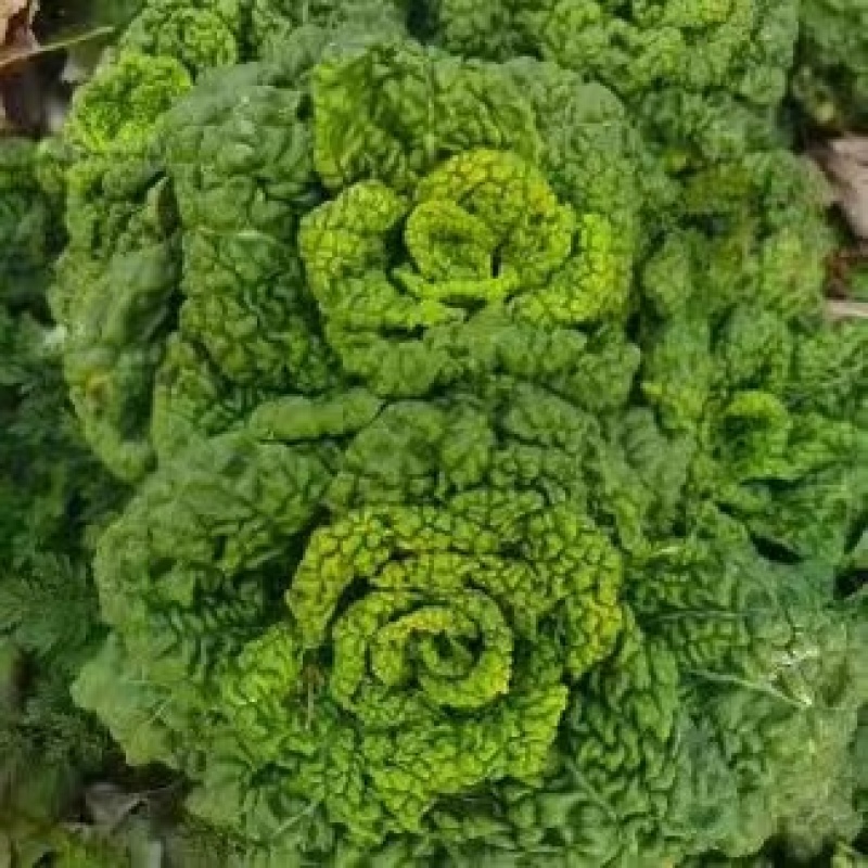 推荐安徽黄心菜货源充足基地直供实力代发全国欢迎联