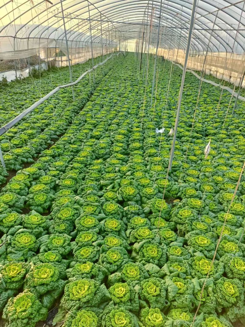 推荐安徽黄心菜货源充足基地直供实力代发全国欢迎联