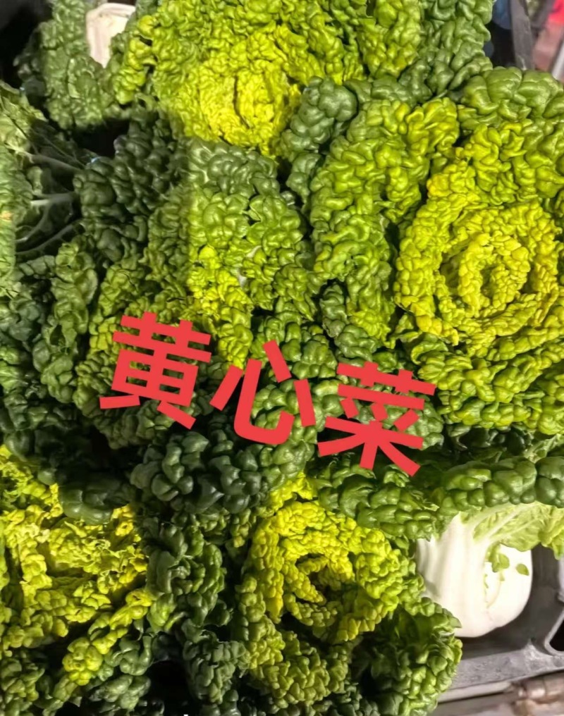 推荐安徽黄心菜货源充足基地直供实力代发全国欢迎联