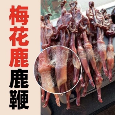 梅花鹿鹿鞭种鹿干鹿鞭批发男用吉林双阳鹿乡
