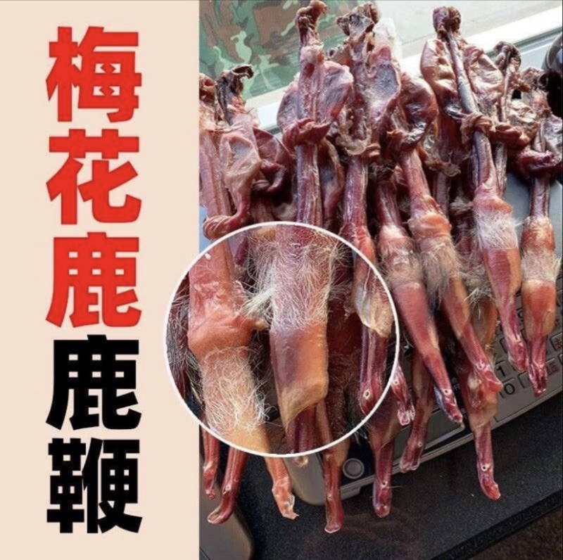 梅花鹿鹿鞭种鹿干鹿鞭批发男用吉林双阳鹿乡