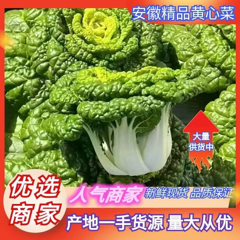 推荐安徽黄心菜货源充足基地直供实力代发全国欢迎联