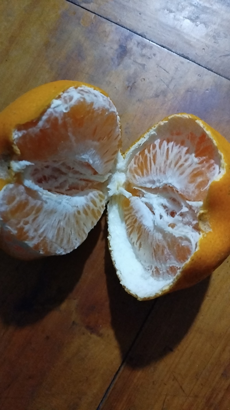 耙耙柑产地现摘现发品质保证量大价优欢迎来电