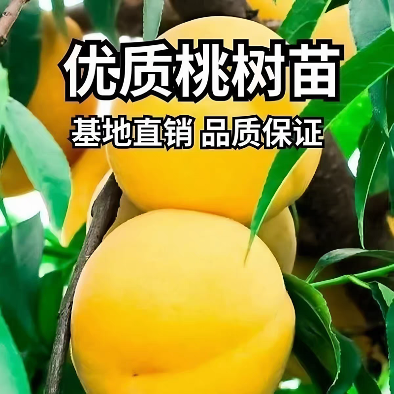 果园直发桃树苗特早熟黄金桃黄锦香桃嫁接成品包对版成活率