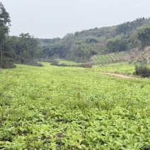 春不老水晶萝卜，**巴适，大基地1000多亩
