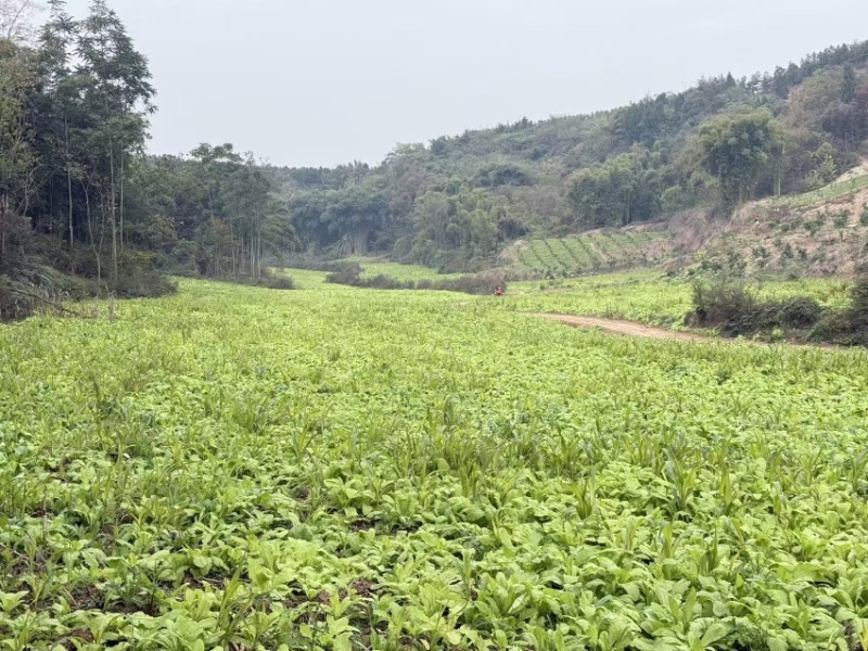 春不老水晶萝卜，**巴适，大基地1000多亩