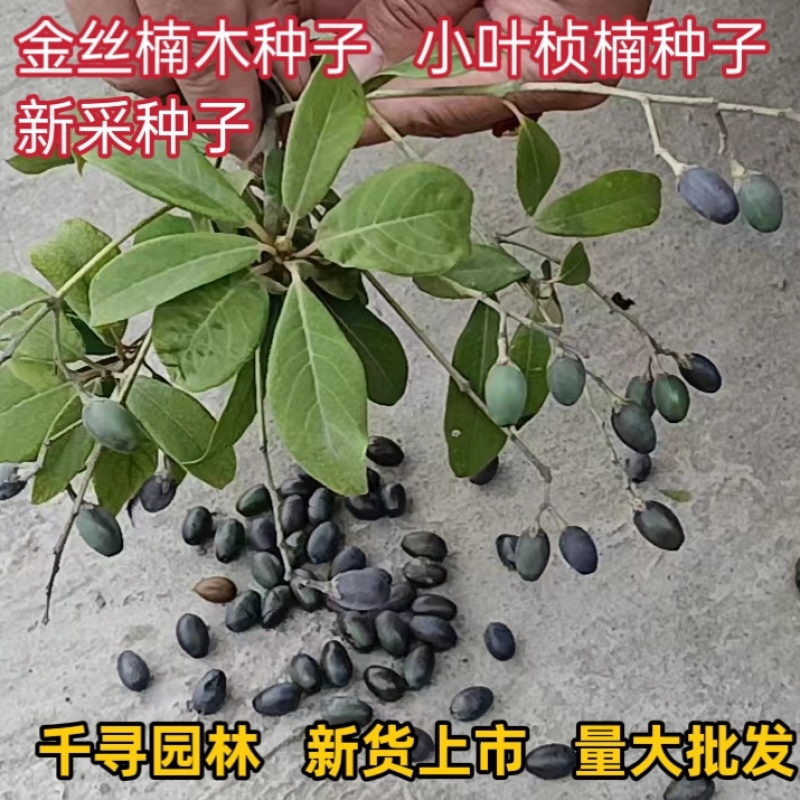 金丝楠木种子批发，刚上市新鲜种子一手货源