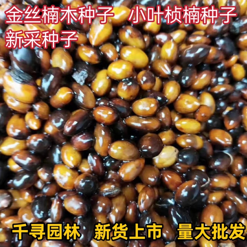 金丝楠木种子批发，刚上市新鲜种子一手货源