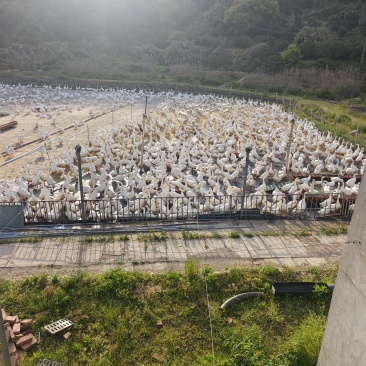浙东大白鹅三年老鹅