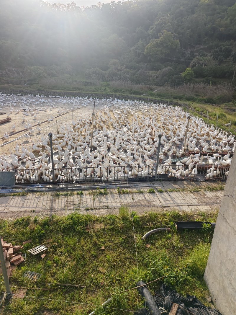 浙东大白鹅三年老鹅