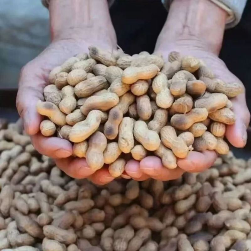 炒花生熟花生铁锅炒花生炒小珍珠炒花生电商货一件代发