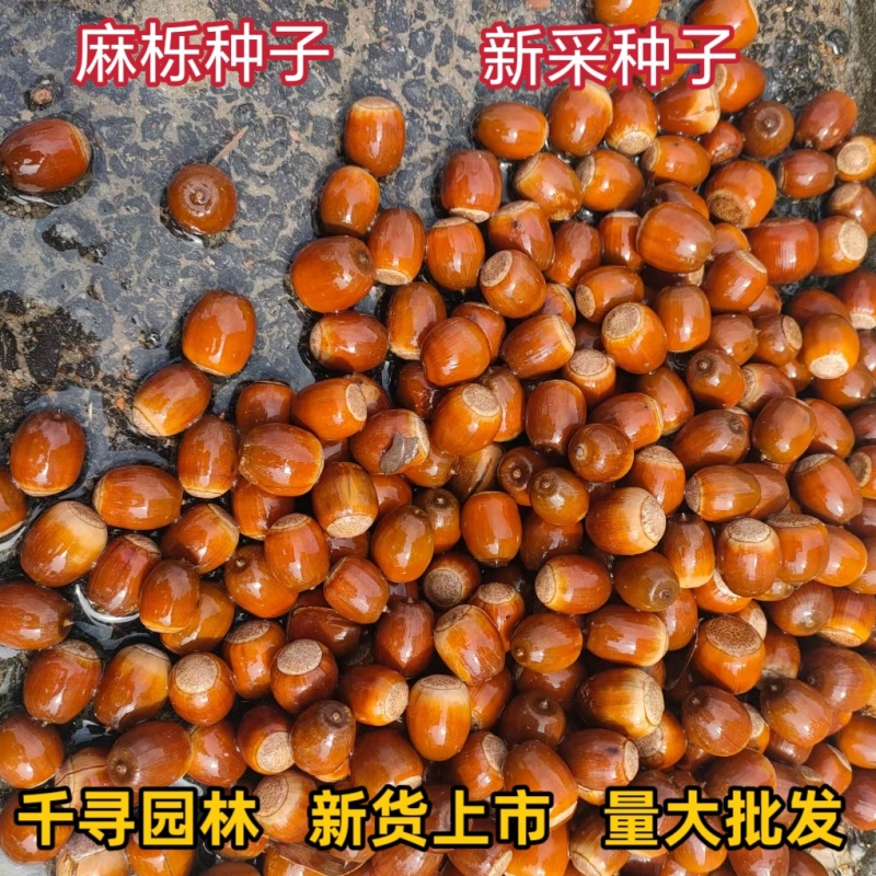 麻栎种子栓皮栎种子橡树种子橡树系列