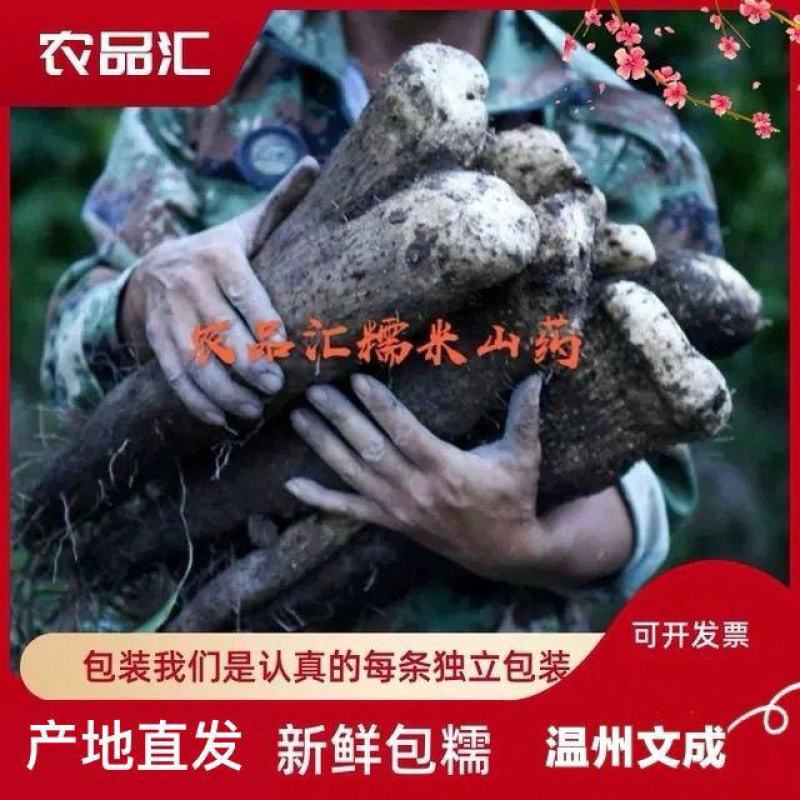 文成糯米山药视频看货品质保证欢迎咨询