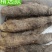 文成糯米山药视频看货品质保证欢迎咨询