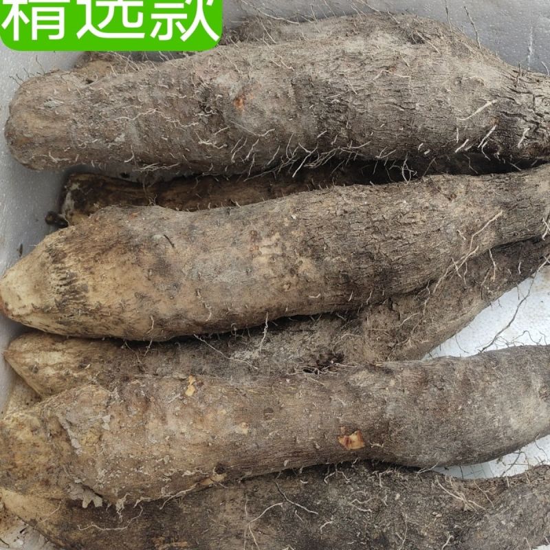 文成糯米山药视频看货品质保证欢迎咨询