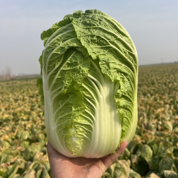 白菜黄心白菜黄心大白菜精品白菜产地直销大量供应