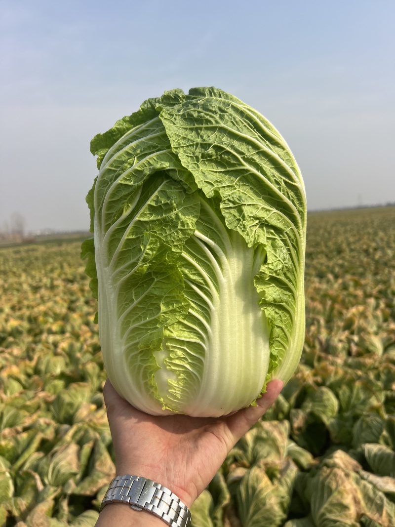 白菜黄心白菜黄心大白菜精品白菜产地直销大量供应