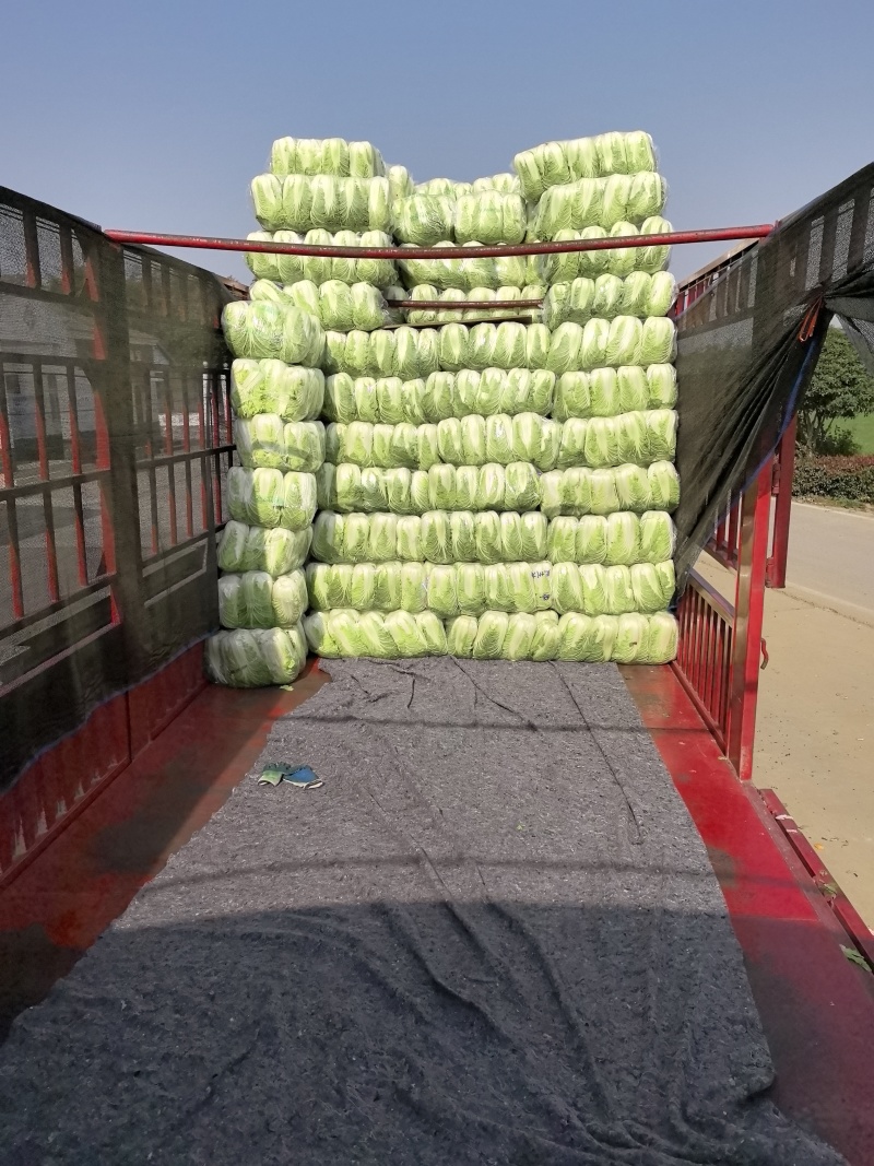 白菜黄心白菜黄心大白菜精品白菜产地直销大量供应