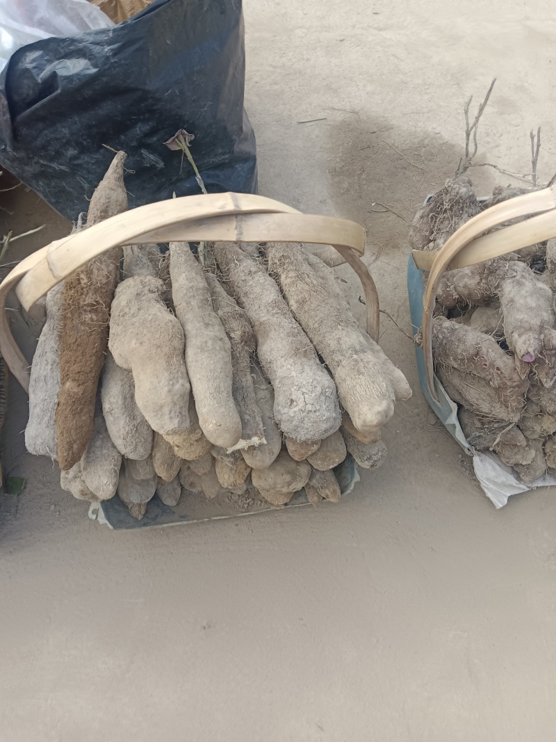 文成糯米山药视频看货品质保证欢迎咨询